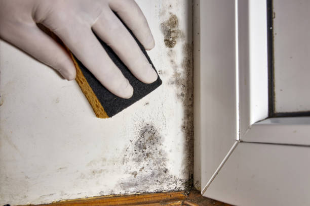 Best Mold Odor Removal Services  in South Congaree, SC
